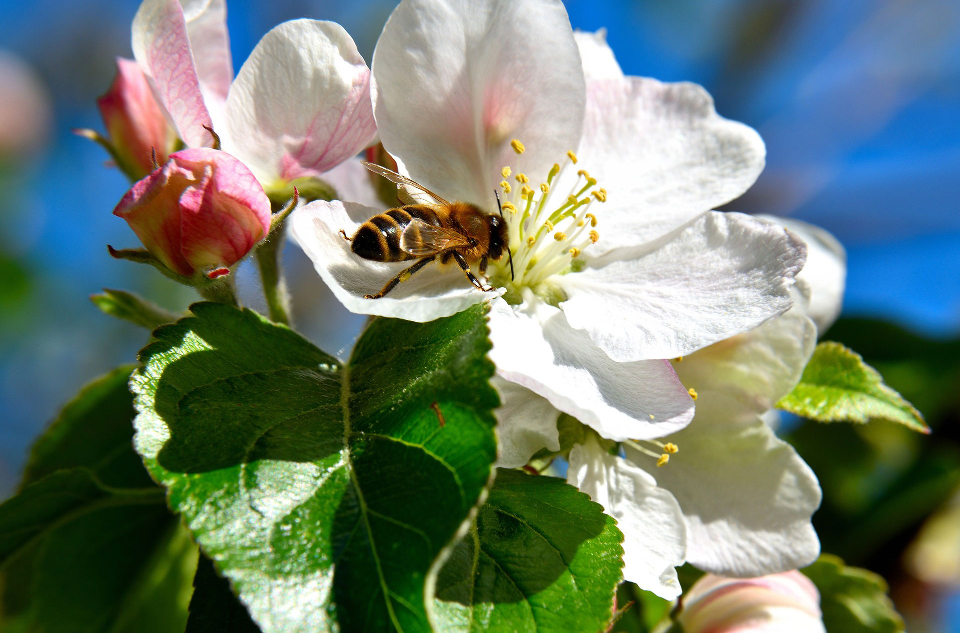 apple-tree_1.jpg