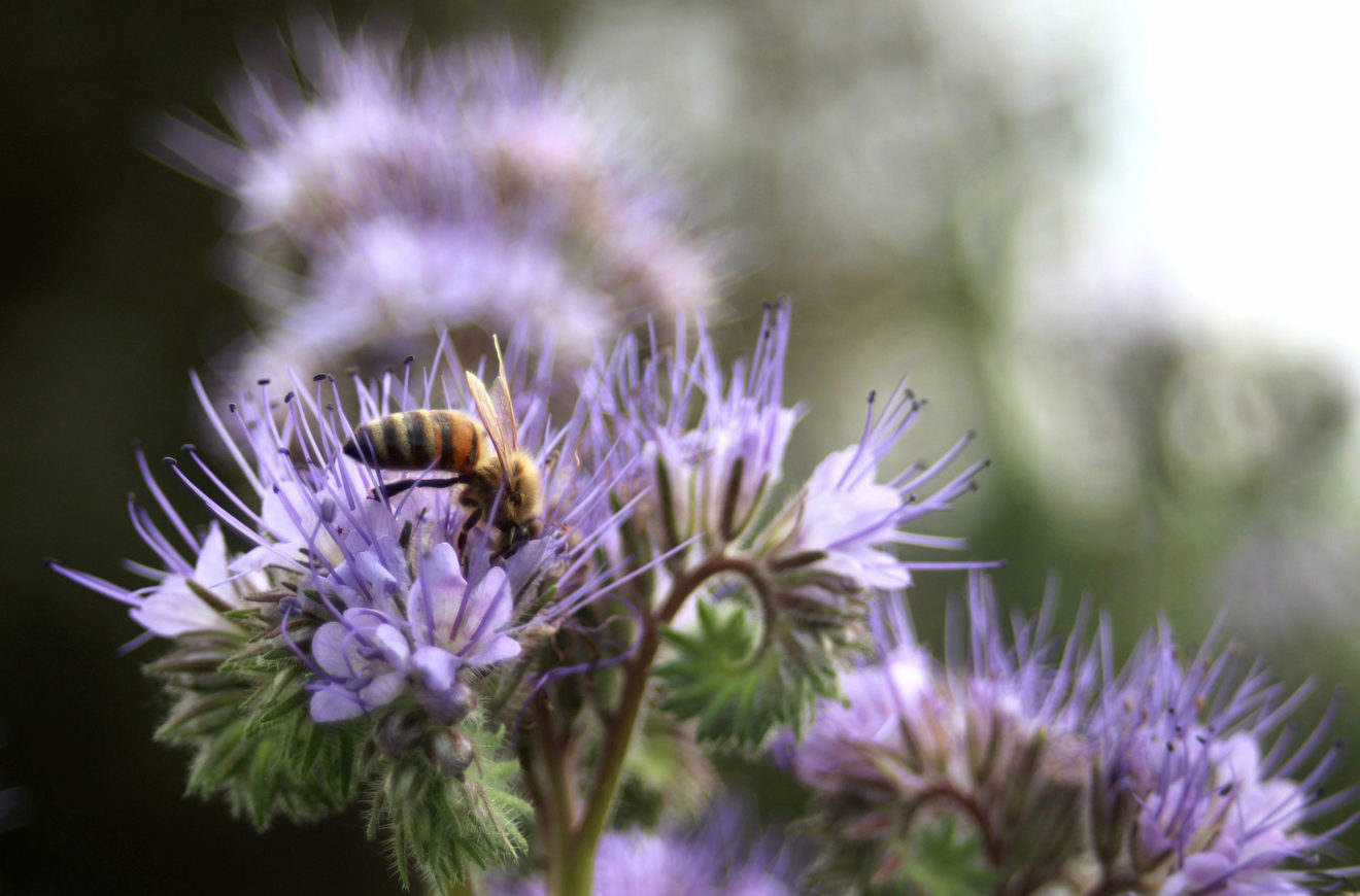 Phacelia (Phacelia tanacetifolia) Kreisimkerverein