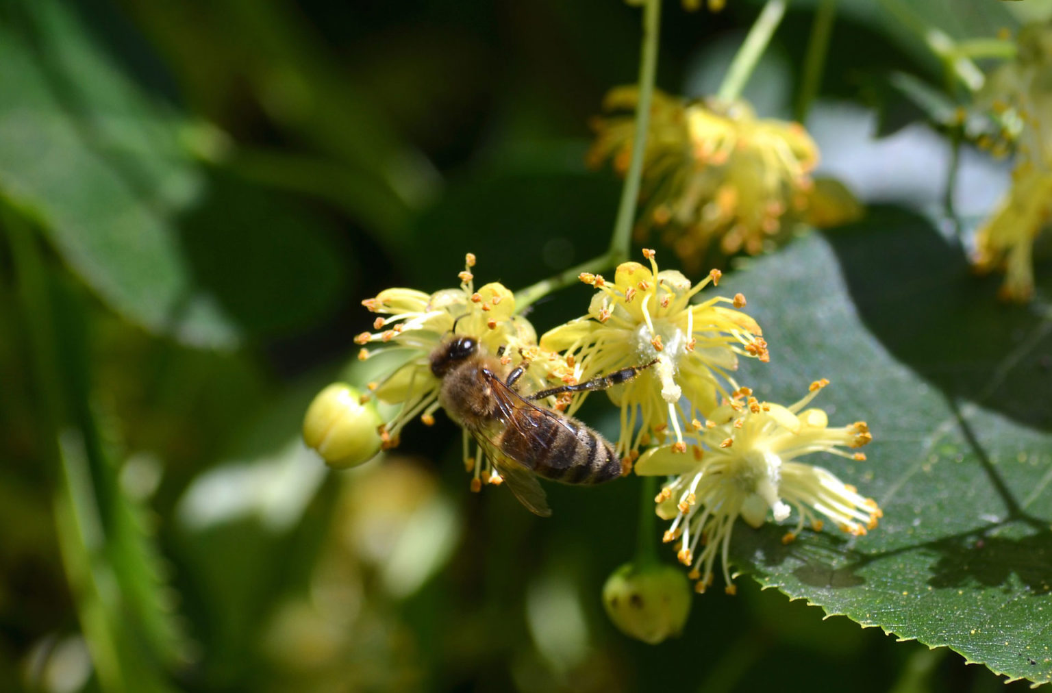 Sommer-Linde (Tilia platyphyllos) - Kreisimkerverein