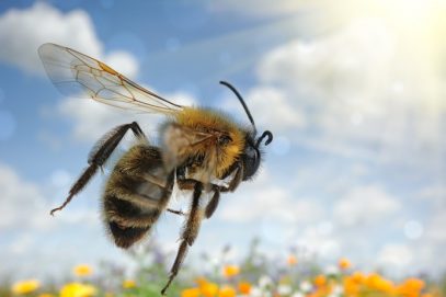 Bee flying over colorful flower field at summer day