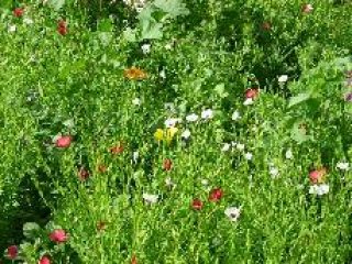 k-bienenfutter5